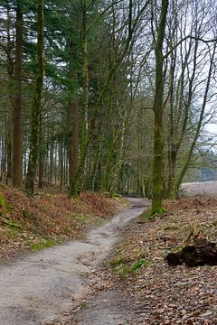 A dirt track across the Veluwezoom by Gerard de Zwaan