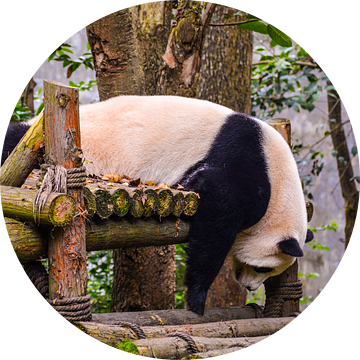 Slapende panda van Kenji Elzerman
