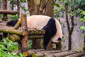 Sleeping panda by Kenji Elzerman