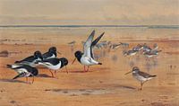 Oiseaux sur une plage par Antonije Lazovic Aperçu