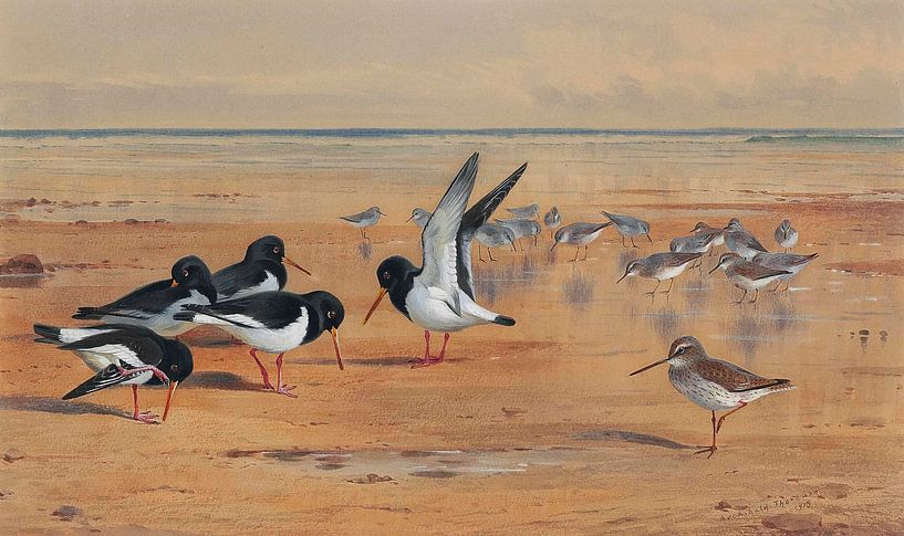 Oiseaux sur une plage par Antonije Lazovic