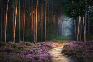 Der Weg zum Wald