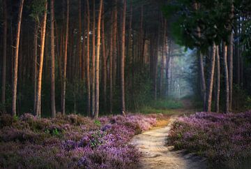 Chemin vers la forêt