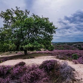 Schöner Baum in der Heidelandschaft von Dennis Bresser