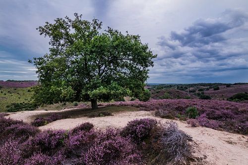Schöner Baum in der Heidelandschaft