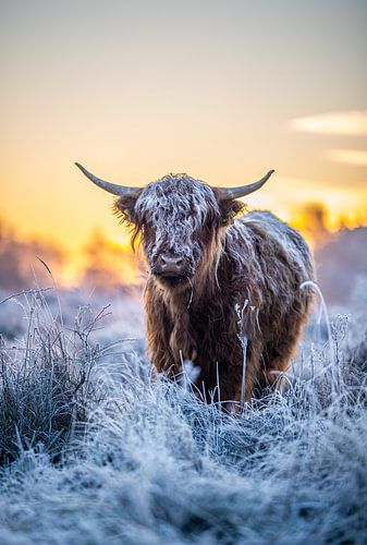 Schotse hooglander tijdens een koude zonsopkomst.
