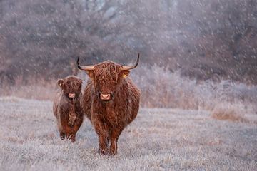Schotse Hooglander van PeetMagneet