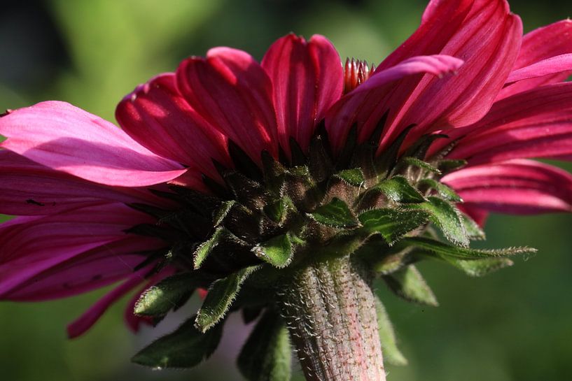 Zonnehoed van Marieke Funke