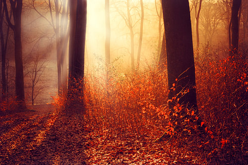 A sun-drenched autumn forest on a misty morning