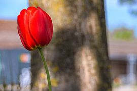 Bright red harbinger of spring by Photoart-Naegele