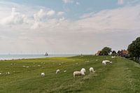 Schafe auf dem Deich | Hollands Glorie