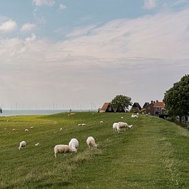 Schapen op de dijk | Hollands Glorie van Van Kelly's Hand