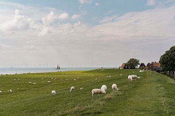 Sheep on the dike | Dutch Glory by Van Kelly's Hand