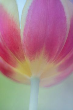 Tulip Art by Deez, Tulpen in Nederland van Desiree Adam-Vaassen