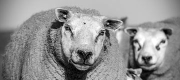 Sheep on Texel