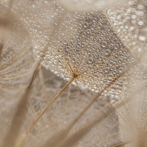 Zacht vierkantje: Door de pluisjes heen, kijkend naar de druppeltjes aan het parapluutje