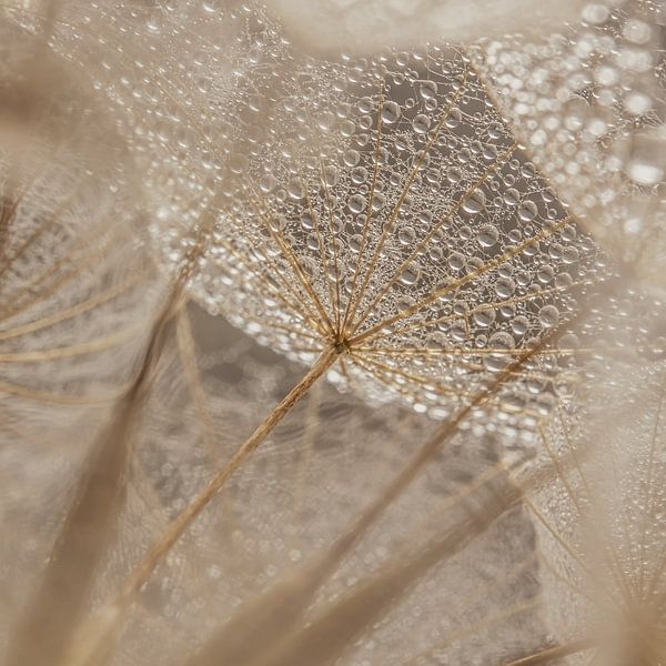 Soft square: Through the fluff, looking at the droplets on the umbrella cap by Marjolijn van den Berg
