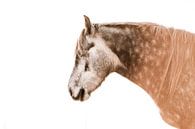 Horse Silence in the Sunbeams A Pony at Rest by Femke Ketelaar thumbnail