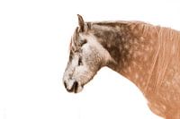 Paard Stilte in de Zonnestralen Een in rust