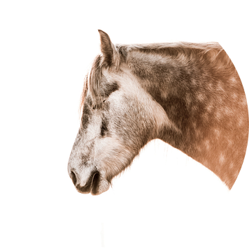 Paard Stilte in de Zonnestralen Een in rust