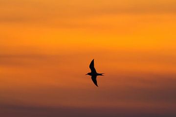 Stern silhouet tegen avondlucht van Menno van Duijn