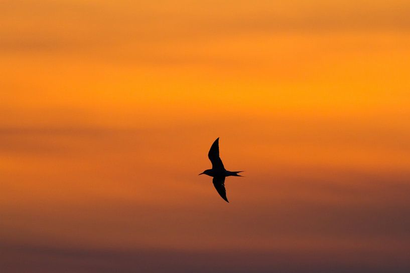 Stern silhouet tegen avondlucht van Menno van Duijn