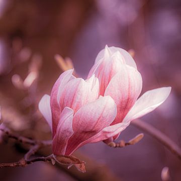 Macro pink blossom magnolia with bokeh in springtime by Dieter Walther