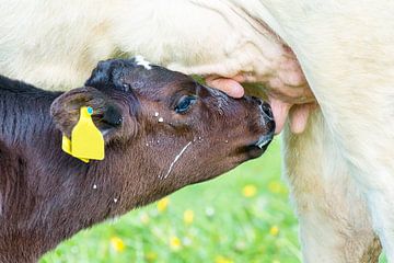 Pasgeboren kalf drinkt melk uit uier van moederkoe van Ben Schonewille