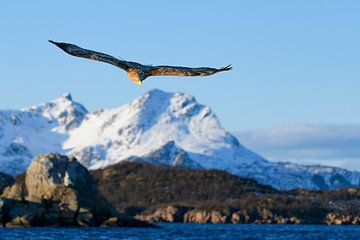 Seeadler oder Seeadler auf der Jagd am Himmel von Sjoerd van der Wal
