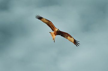 Red kite in flight by Catalina Morales Gonzalez