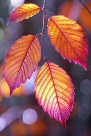 Close-up van herfstbladeren aan tak van Art & Soul Creations