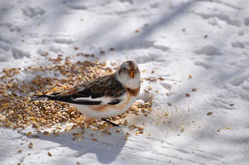 A snow bunting in winter