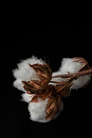 Cotton Reverie