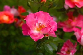 Rose von Thomas Jäger