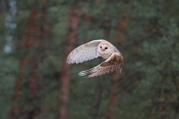Barn Owl ( Tyto alba ) in energetic flight, at the edge of a forest, frontal view, detailed shot.