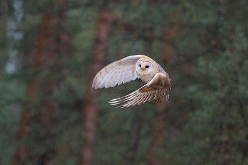 Schleiereule ( Tyto alba ) in schnellem Flug am Waldrand entlang