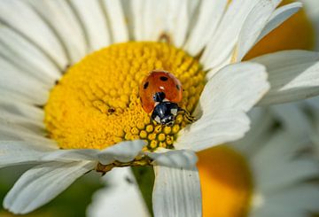 Marienkäfer auf einer Blume von Animaflora PicsStock