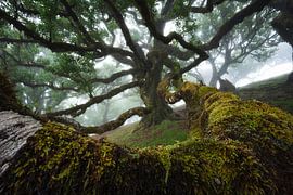 The tree - 2025 version by Martin Podt