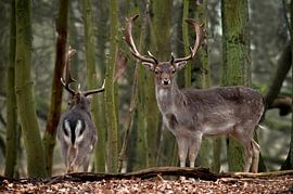 Staudamm-Hirschmann von Loek Lobel