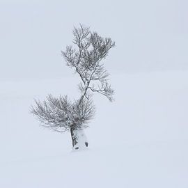 Snow tree on the Schauinsland by Patrick Lohmüller