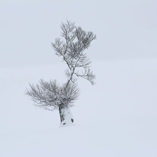 Schneebaum auf dem Schauinsland von Patrick Lohmüller