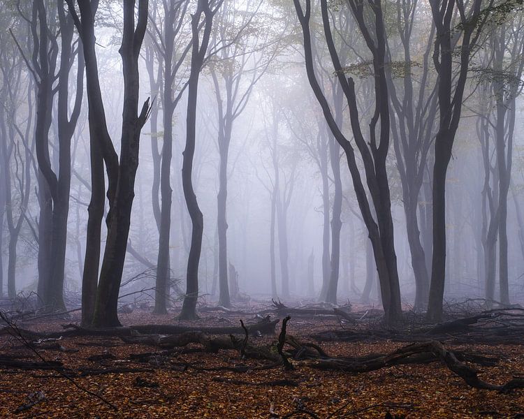 A dewy dawn by Tvurk Photography