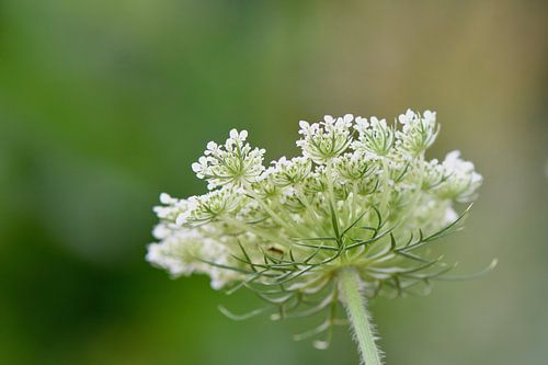 white wild flower/weed