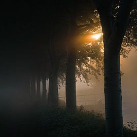 Misty bird by Ron de Jong