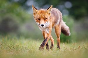 red fox sur Pim Leijen