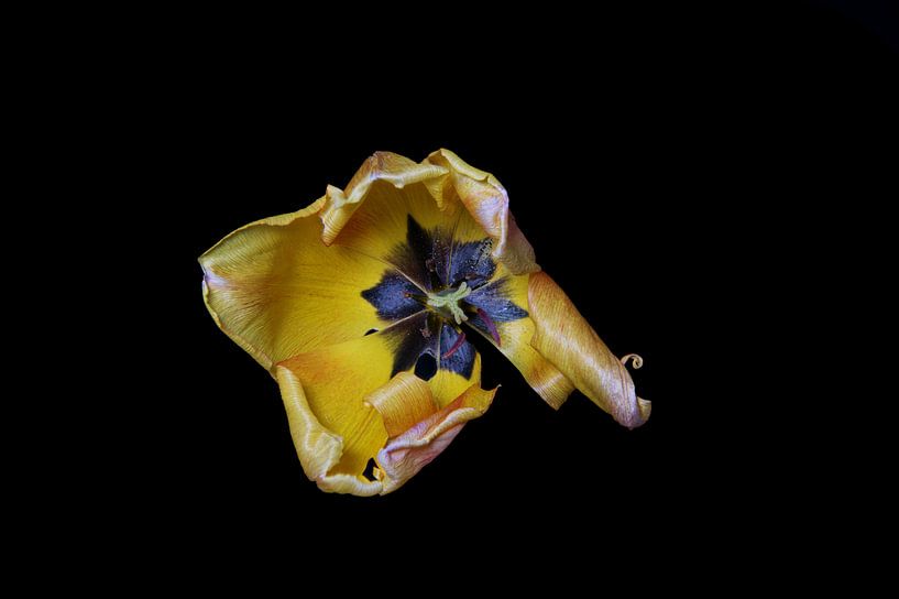 Gelbe Tulpe am Ende der Blüte von Ribbi