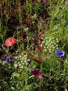 Englischer Cottage-Garten Blumen 5