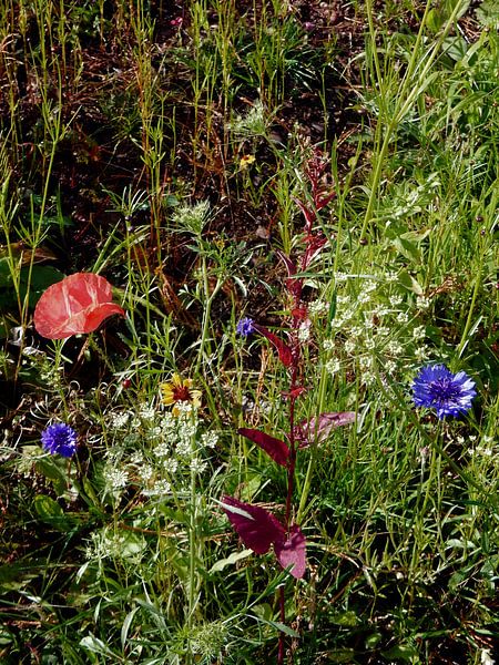 English Cottage Garden Flowers 5 by Dorothy Berry-Lound