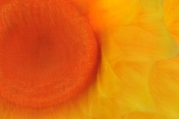 SALLES DE FLEURS 8 sur Miroslav Ptacek