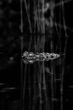 Amazon Caiman reflection by Francisca Snel